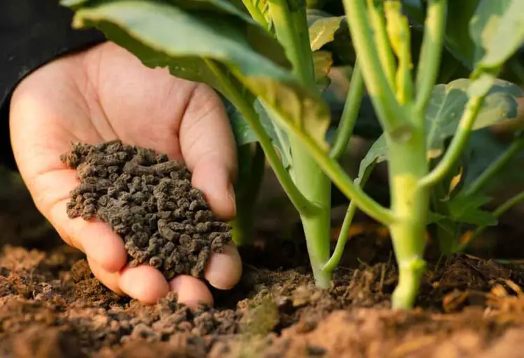 Cómo preparar fertilizante para tu jardín