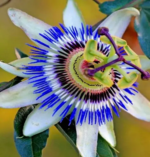 Flor de la pasión azul (pasiflora), cuidado y cultivo