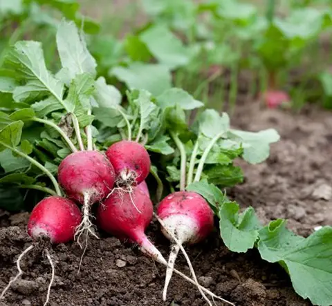 Los 5 mejores vegetales para cultivar en tu huerto
