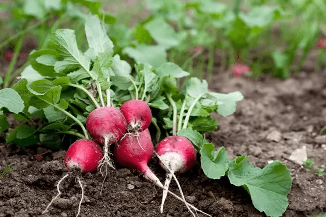 mejores vegetales para cultivar en tu huerto