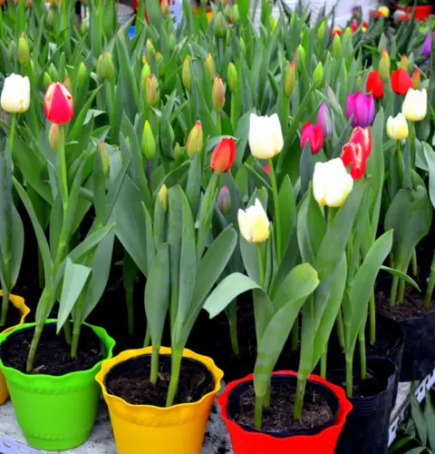 ¿Cómo cultivar tulipanes en macetas?