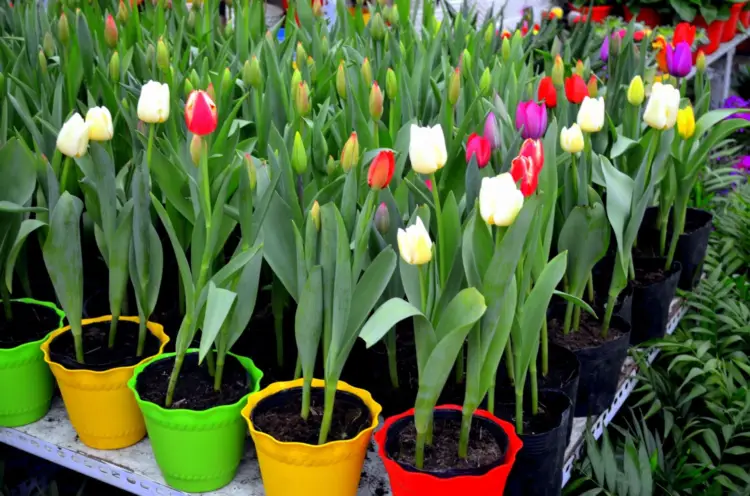 ¿Cómo cultivar tulipanes en macetas