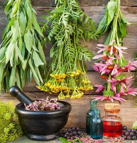 Beneficios de las plantas medicinales