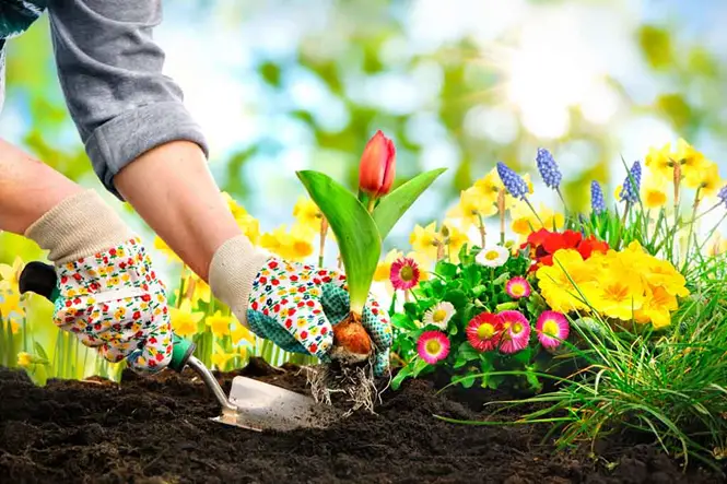 beneficios para la salud de la jardinería