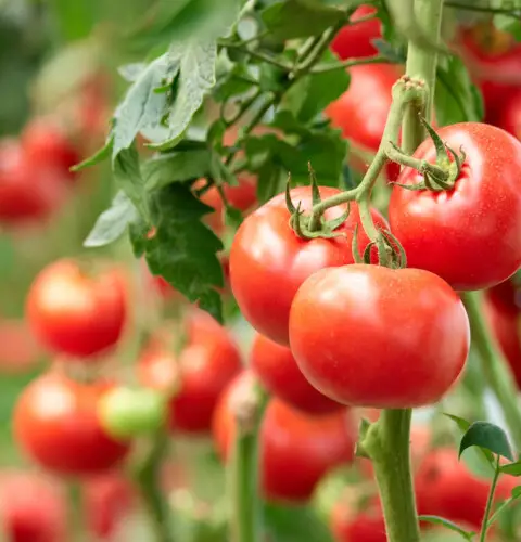 ¿Cómo cuidar la planta de tomate en el huerto o jardín?