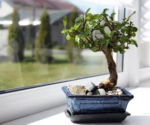 ¿Cómo cuidar un bonsái?