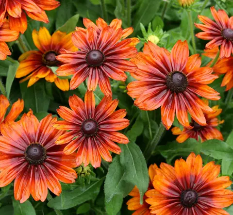 5 razones por las que deberías cultivar flores