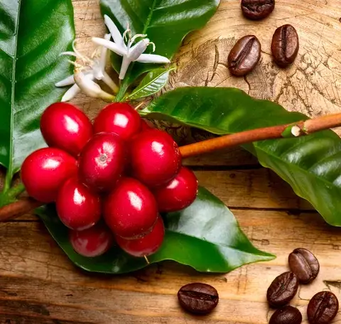 ¿Cómo cultivar café arábigo en casa?