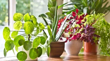 Cómo fortalecer las plantas de interior y estimularlas a crecer