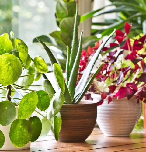 ¿Cómo fortalecer las plantas de interior y estimularlas a crecer?