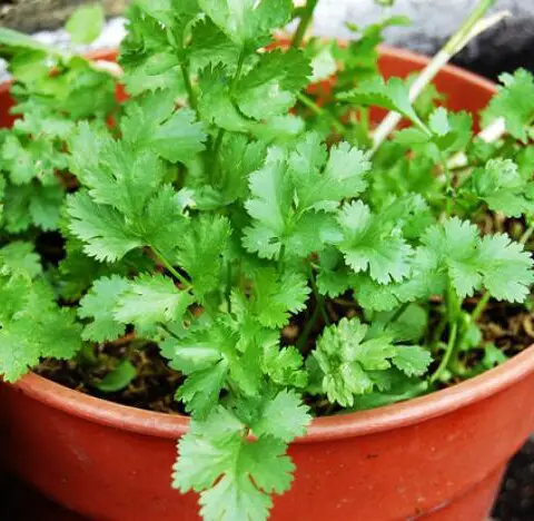 ¿Cómo se cultiva el cilantro en casa?