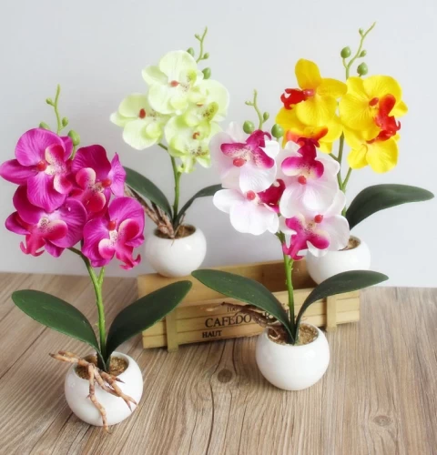 ¿Por qué los brotes de las orquídeas se marchitan antes de florecer?
