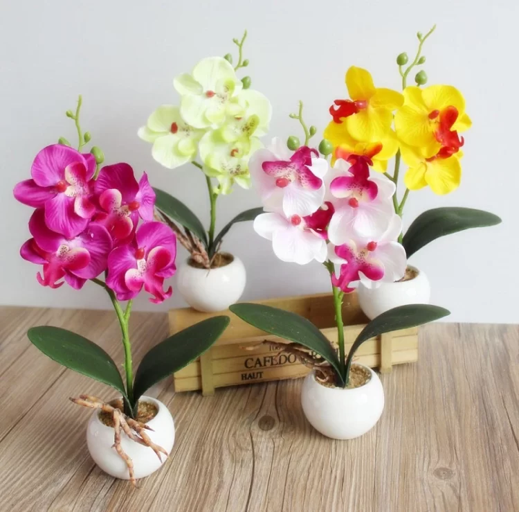 Por qué los brotes de las orquídeas se marchitan antes de florecer