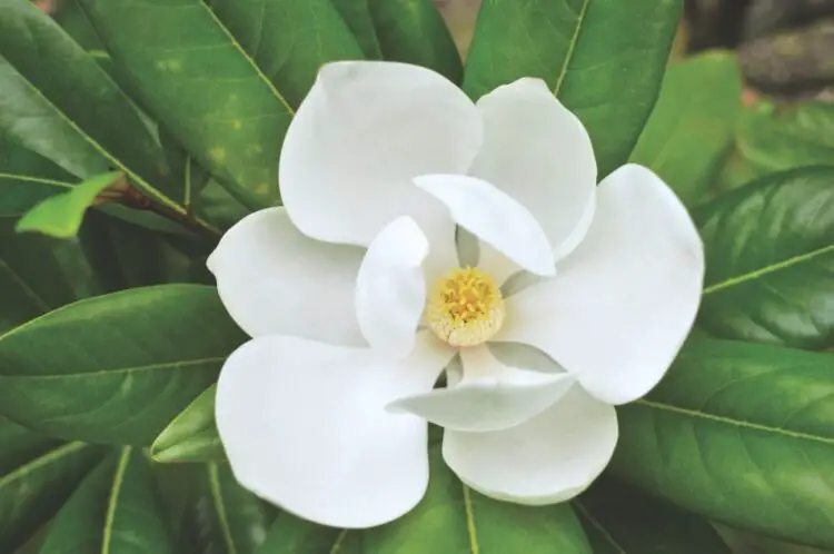 Qué hacer si mis magnolias no florecen
