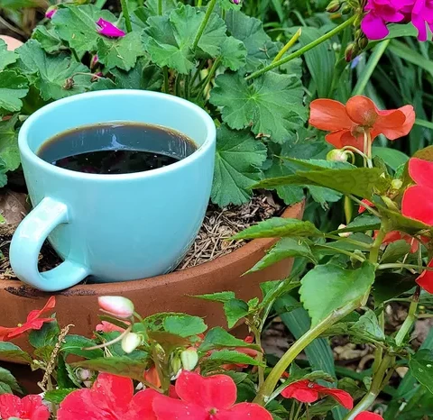 Café: ¿El mejor fertilizante casero?