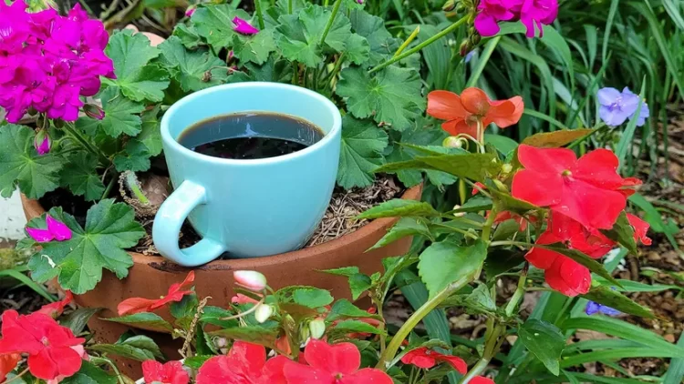cafe fertilizante plantas