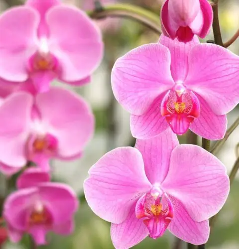 ¿Cómo se debe cuidar una orquídea Phalaenopsis en maceta?