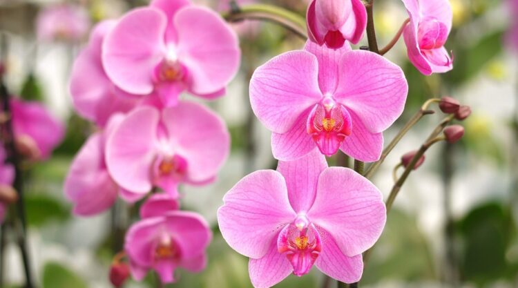 Cómo se debe cuidar una orquídea Phalaenopsis en maceta 2
