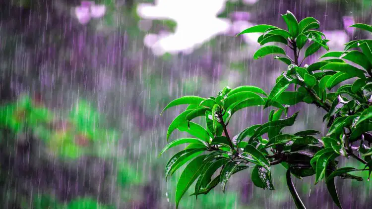 Cómo usar el agua de lluvia en la casa y en el jardín