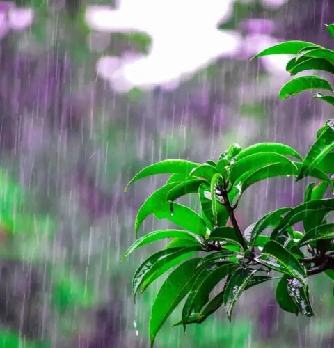 ¿Cómo usar el agua de lluvia en la casa y en el jardín?