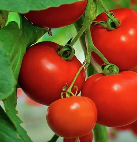 Cuáles son los mejores fertilizantes naturales para tomates