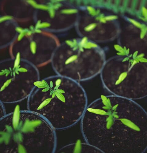 ¿Por qué no crecen las plántulas de tomate? ¿Cómo acelerar su crecimiento?