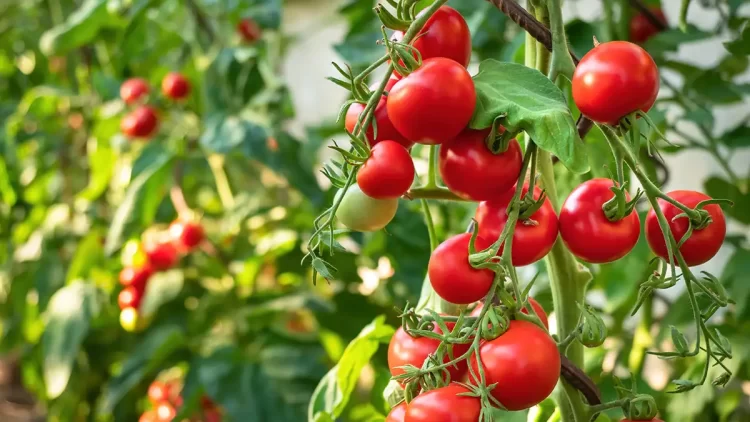 Cómo usar bicarbonato de sodio en pepinos y tomates