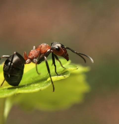 Cuáles son los mejores métodos para combatir de forma natural las hormigas en el jardín