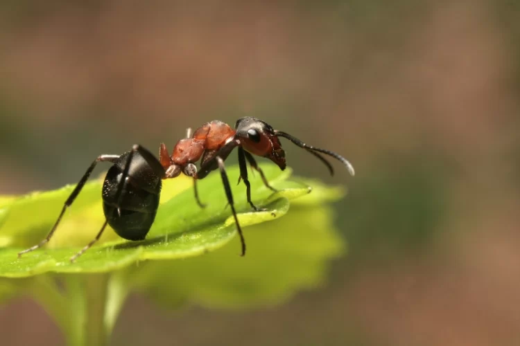 mejores métodos para combatir de forma natural las hormigas en el jardín