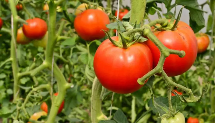 enfermedades que atacan al tomate