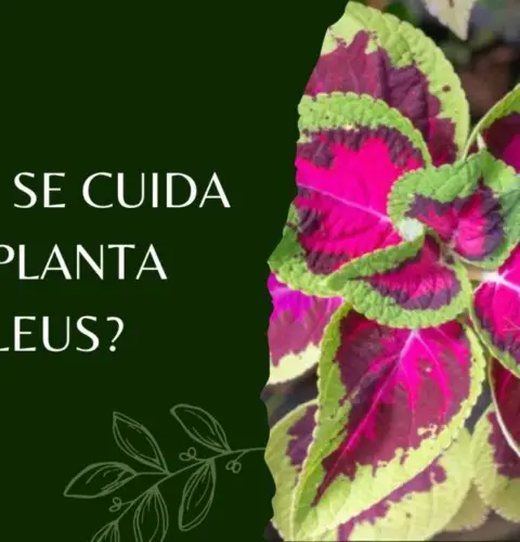 ¿Cómo se cuida una planta Coleus?