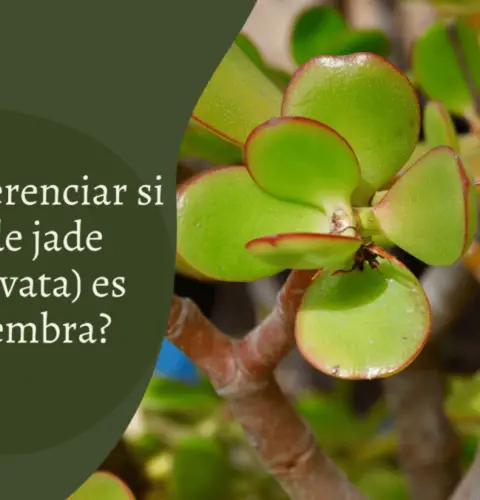 ¿Cómo diferenciar si mi planta de jade (Crassula ovata) es macho o hembra?