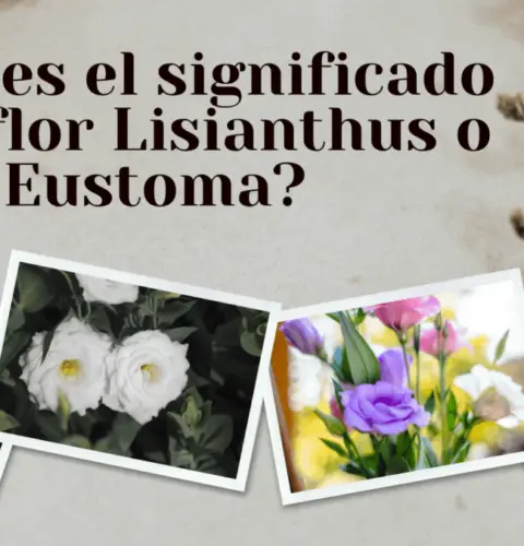 ¿Cuál es el significado de la flor Lisianthus o Eustoma?