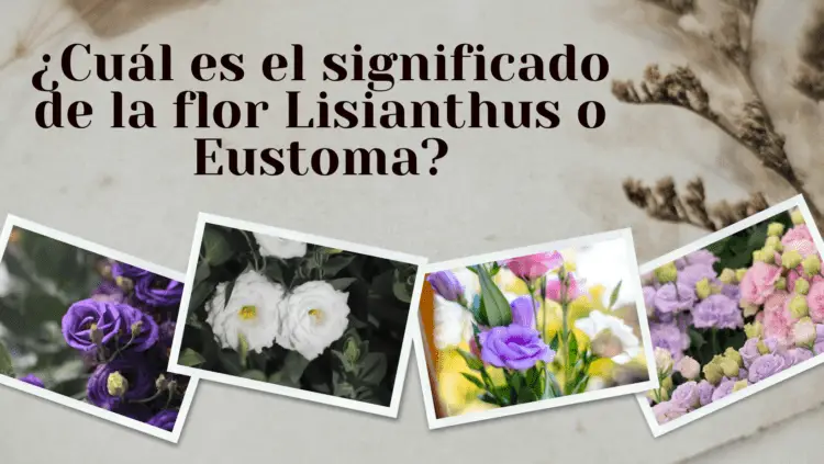 flor Lisianthus o Eustoma