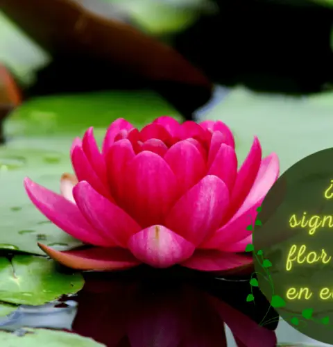 ¿Qué significa la flor de loto en el amor?