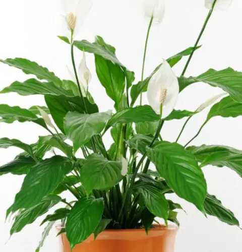 ¿Qué significa tener una planta cuna de moisés en casa?