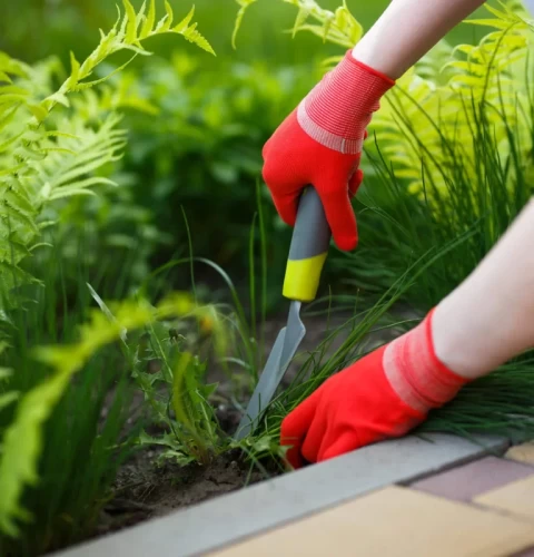 Jardinería Sostenible: Reduciendo el Impacto Ambiental desde tus Manos