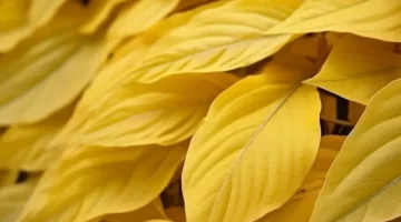 Por qué se ponen amarillas las hojas de las plantas