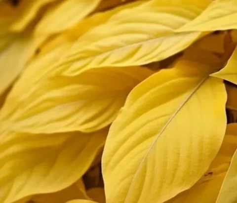 ¿Por qué se ponen amarillas las hojas de las plantas?