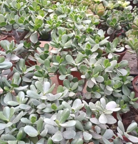 Errores comunes al cuidar un árbol de jade y cómo evitarlos