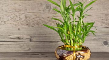Significado del bambú de la suerte y cómo cuidarlo para que siempre crezca sano