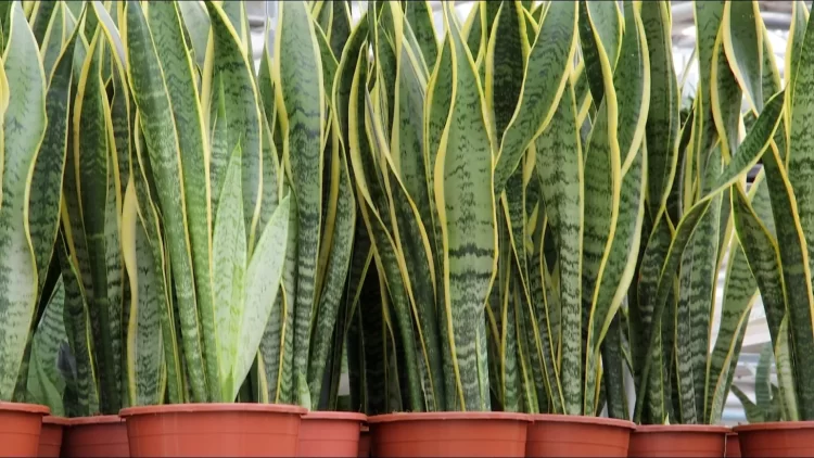 Plantas de interior que sobreviven con poca luz y poco riego