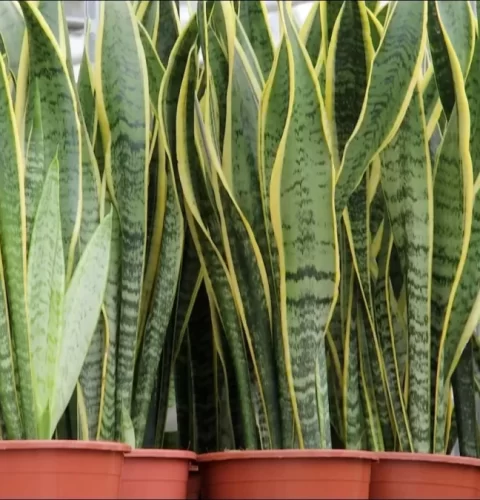 Plantas de interior que sobreviven con poca luz y poco riego