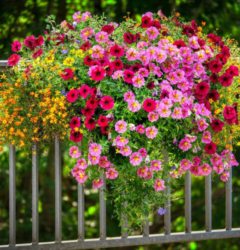 Cómo lograr que tus plantas ornamentales florezcan todo el año: guía práctica de cuidados