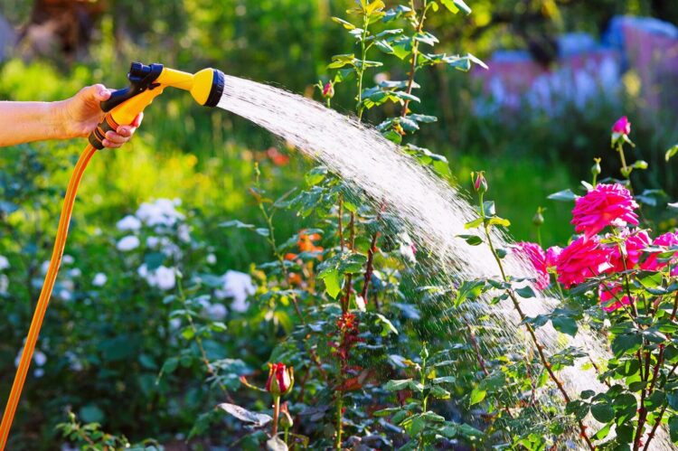 Plagas en plantas de interior