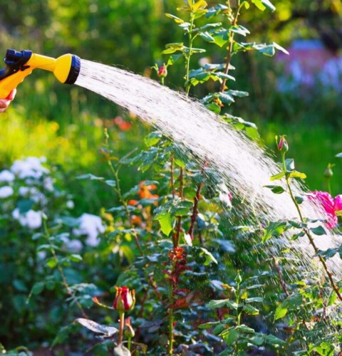 Plagas en plantas de interior: cómo reconocer cochinillas, pulgones y moscas del sustrato, y cómo tratarlas sin químicos agresivos